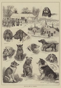 The Dog Show at Warwick